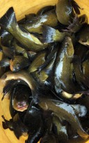 Зарыбление линём