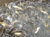 Зарыбление щукой 0,3-0,8 кг