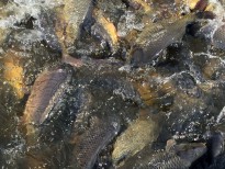 Зарыбление карпом