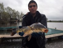 Продолжаем зарыблять карпом и форелью